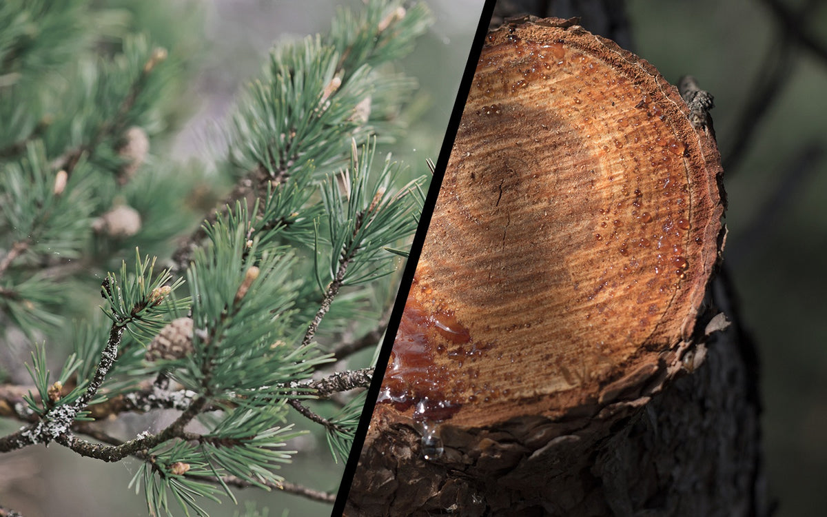 Tar & Pine